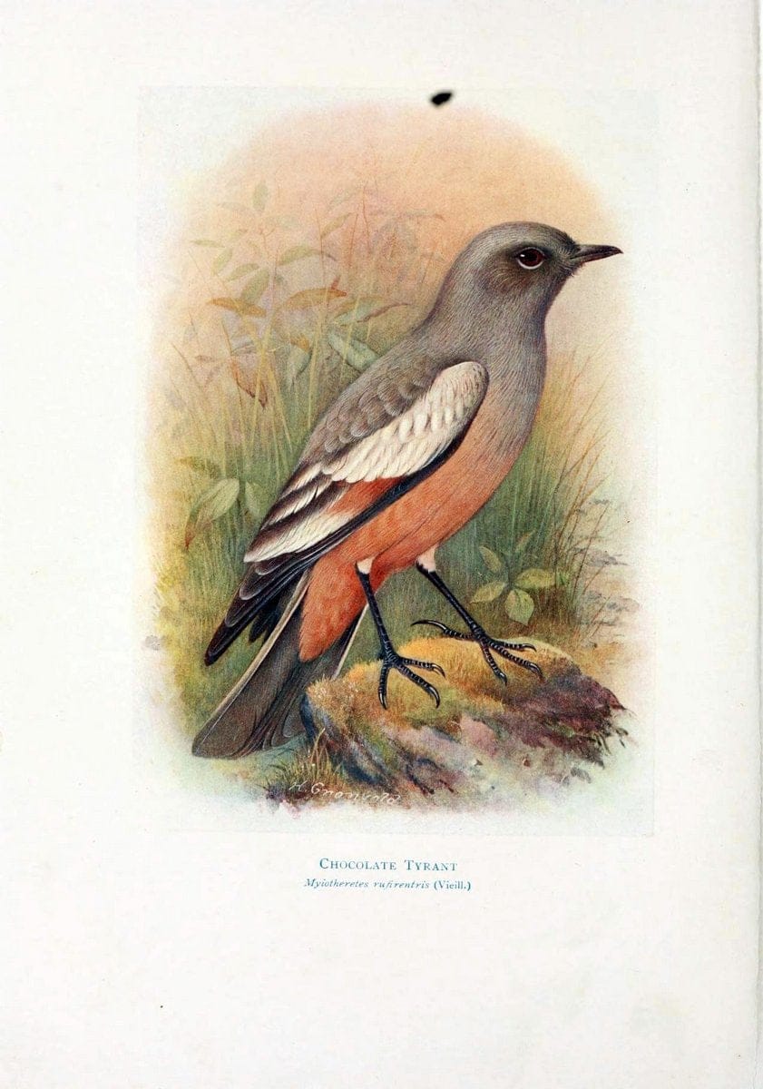 Birds of La Plata,.London [etc.] :E.P. Dutton  Co.,1920.. |  | Vintage Print Reproduction 462696