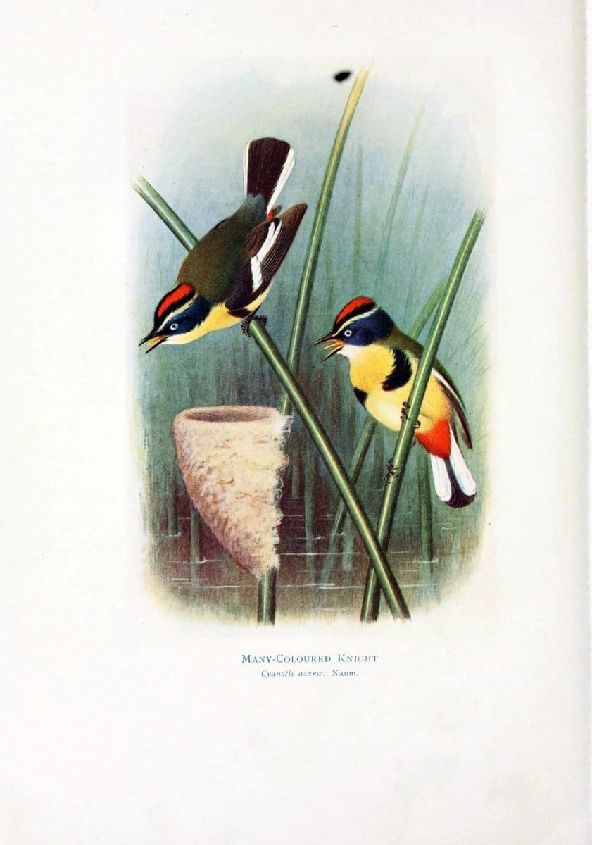 Birds of La Plata,.London [etc.] :E.P. Dutton  Co.,1920.. |  | Vintage Print Reproduction 462697