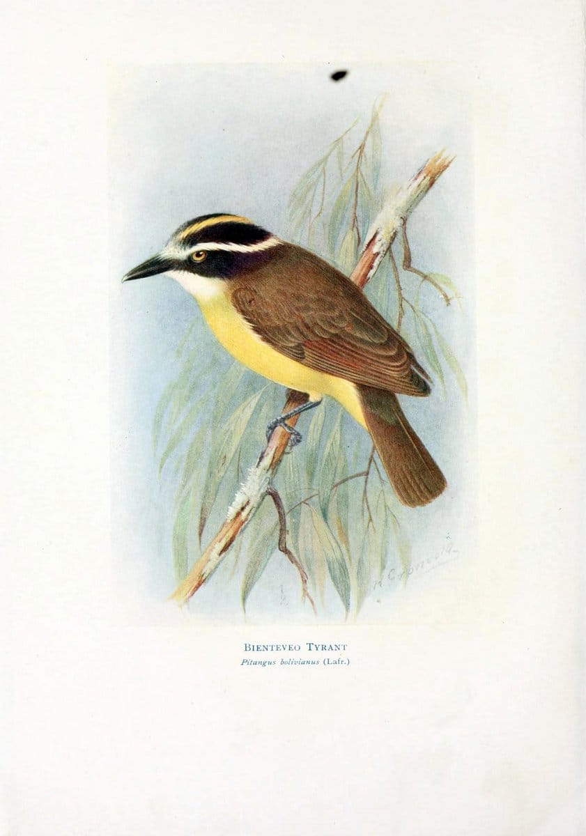 Birds of La Plata,.London [etc.] :E.P. Dutton  Co.,1920.. |  | Vintage Print Reproduction 462698