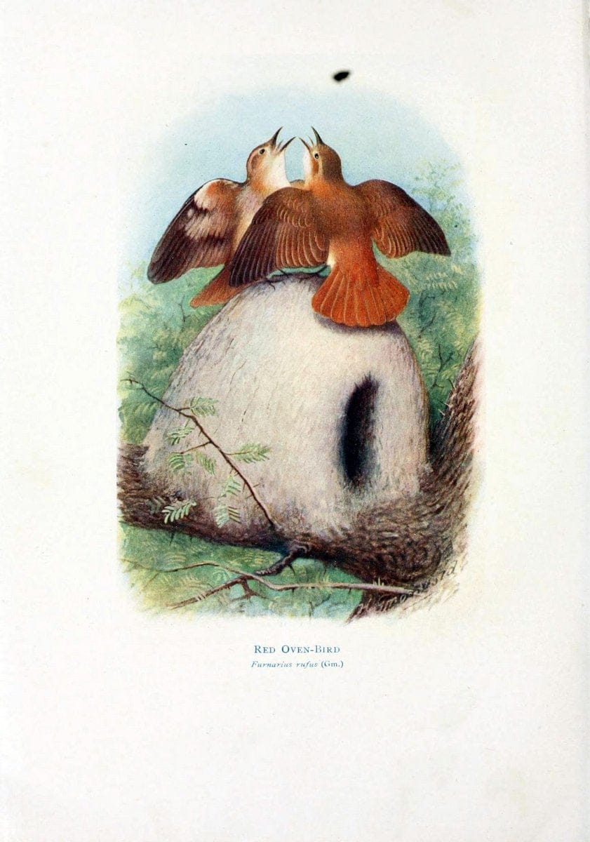 Birds of La Plata,.London [etc.] :E.P. Dutton  Co.,1920.. |  | Vintage Print Reproduction 462699