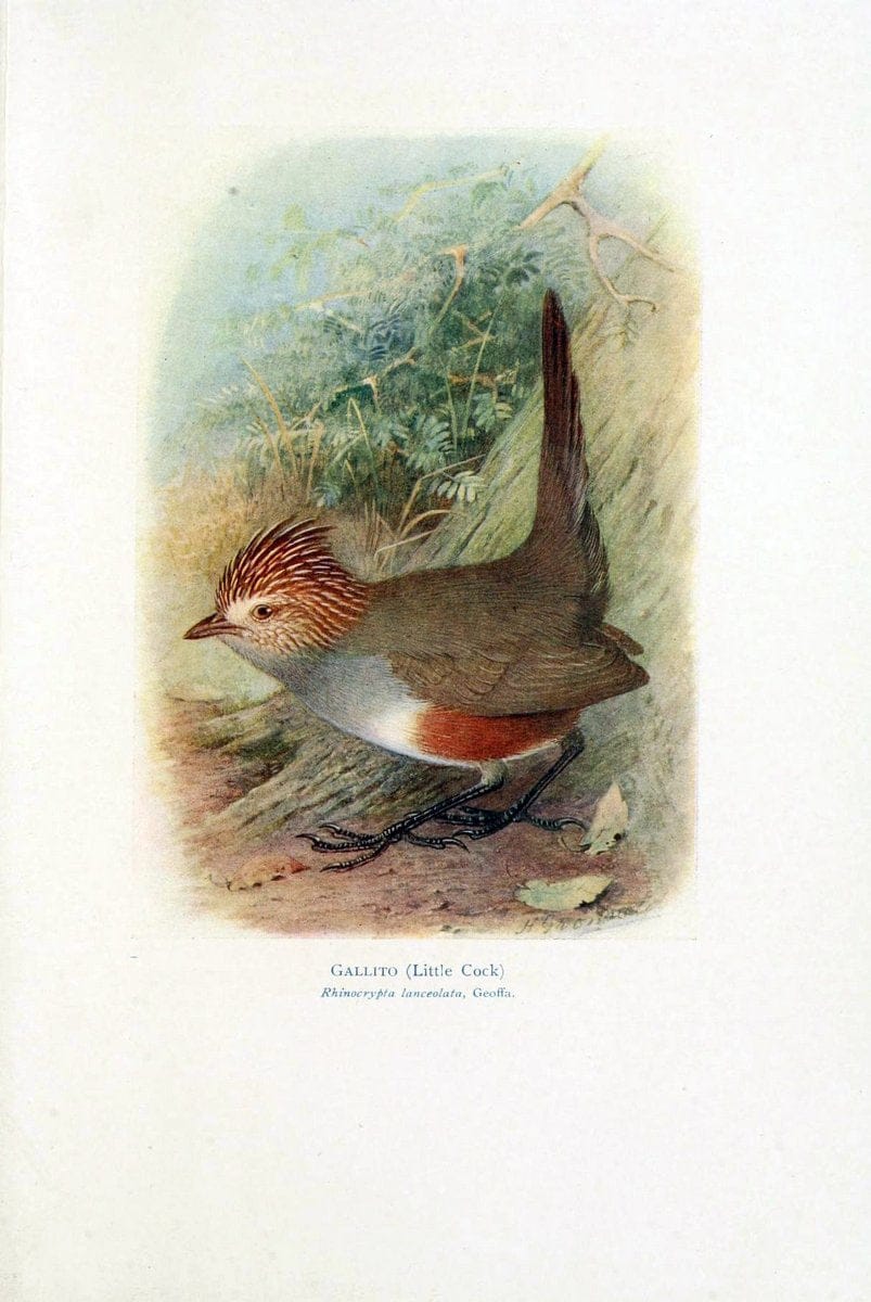 Birds of La Plata,.London [etc.] :E.P. Dutton  Co.,1920.. |  | Vintage Print Reproduction 462700