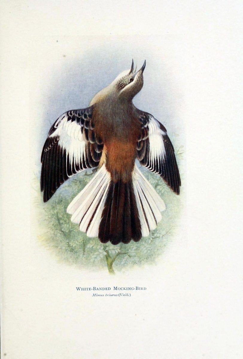Birds of La Plata,.London [etc.] :E.P. Dutton  Co.,1920.. |  | Vintage Print Reproduction 462701