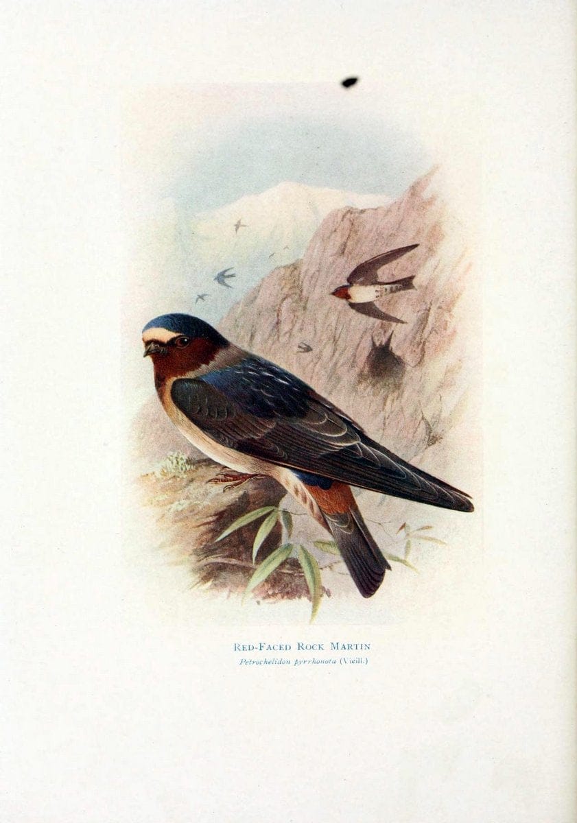 Birds of La Plata,.London [etc.] :E.P. Dutton  Co.,1920.. |  | Vintage Print Reproduction 462702