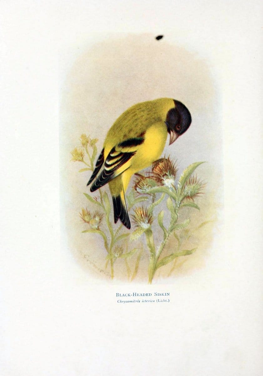 Birds of La Plata,.London [etc.] :E.P. Dutton  Co.,1920.. |  | Vintage Print Reproduction 462703