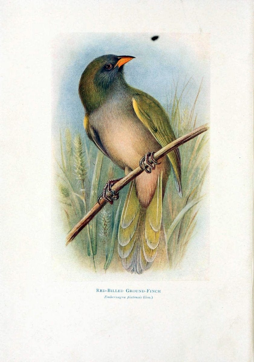 Birds of La Plata,.London [etc.] :E.P. Dutton  Co.,1920.. |  | Vintage Print Reproduction 462704
