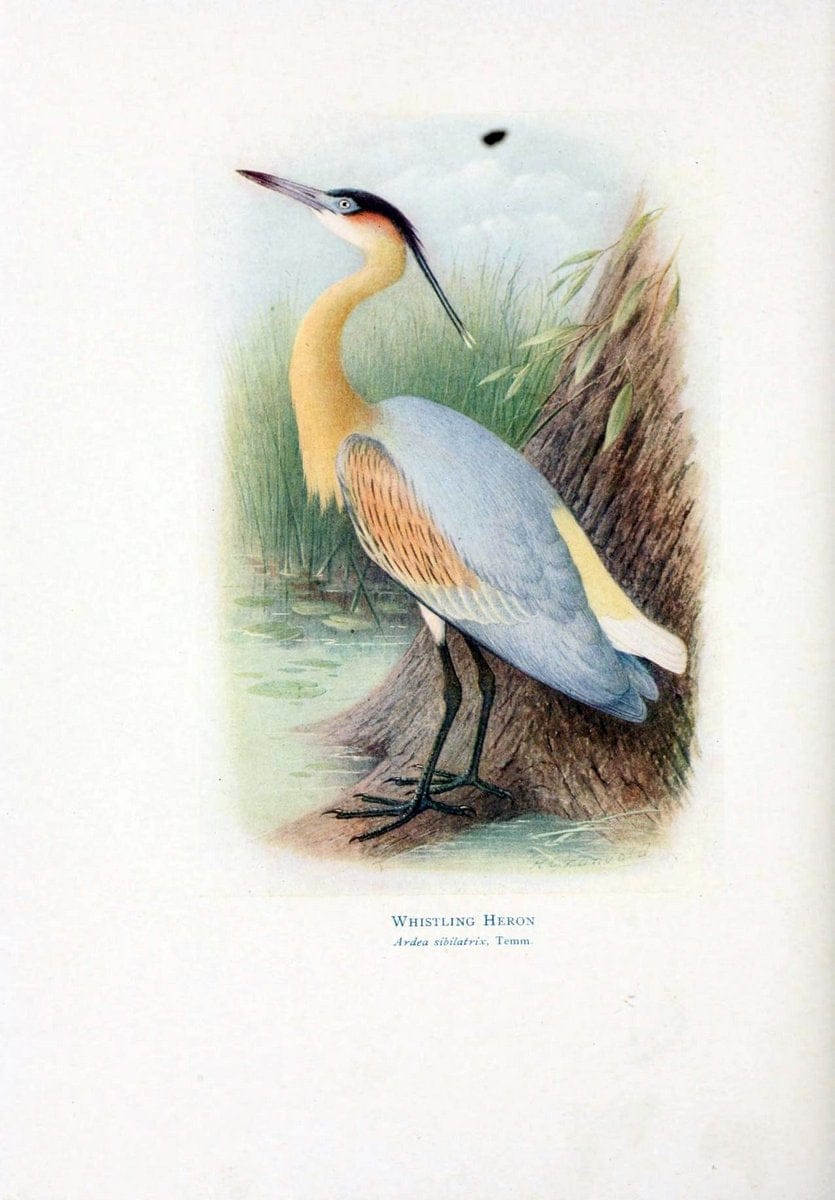 Birds of La Plata,.London [etc.] :E.P. Dutton  Co.,1920.  | Argentina Birds | Vintage Print Reproduction 462705