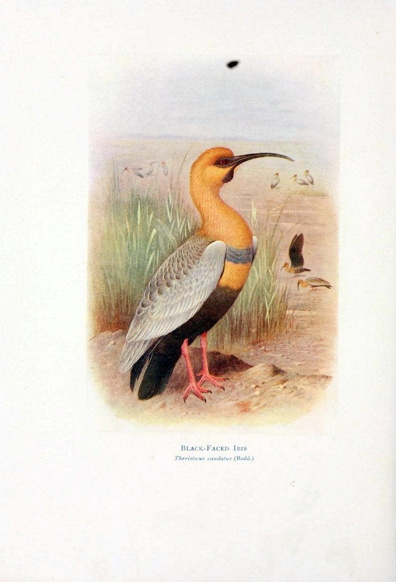 Birds of La Plata,.London [etc.] :E.P. Dutton  Co.,1920.  | Argentina Birds | Vintage Print Reproduction 462706