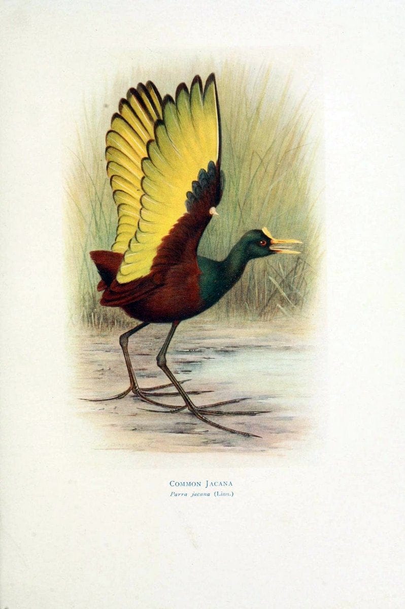 Birds of La Plata,.London [etc.] :E.P. Dutton  Co.,1920.  | Argentina Birds | Vintage Print Reproduction 462707