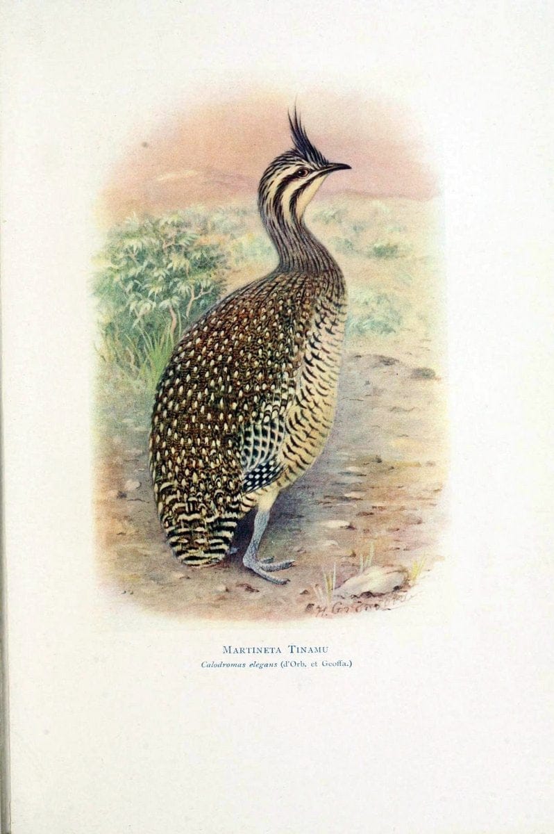 Birds of La Plata,.London [etc.] :E.P. Dutton  Co.,1920.  | Argentina Birds | Vintage Print Reproduction 462708