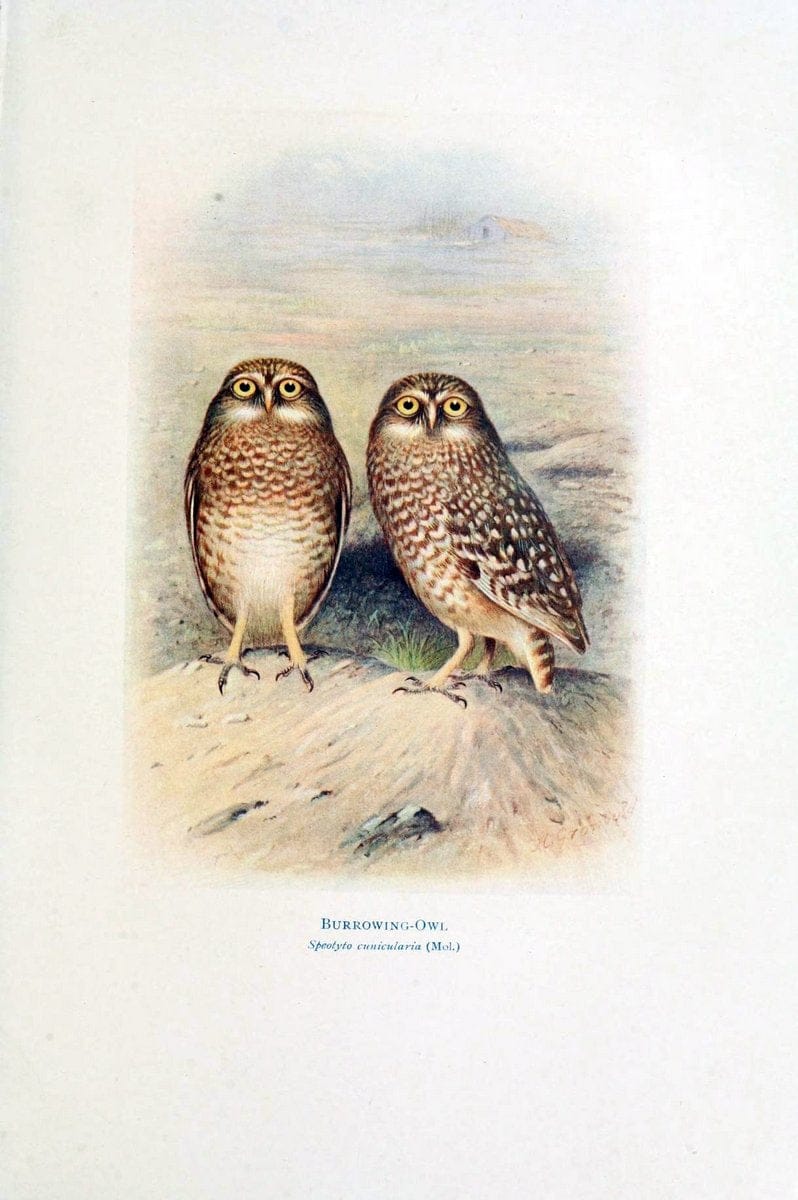 Birds of La Plata,.London [etc.] :E.P. Dutton  Co.,1920.  | Argentina Birds | Vintage Print Reproduction 462710