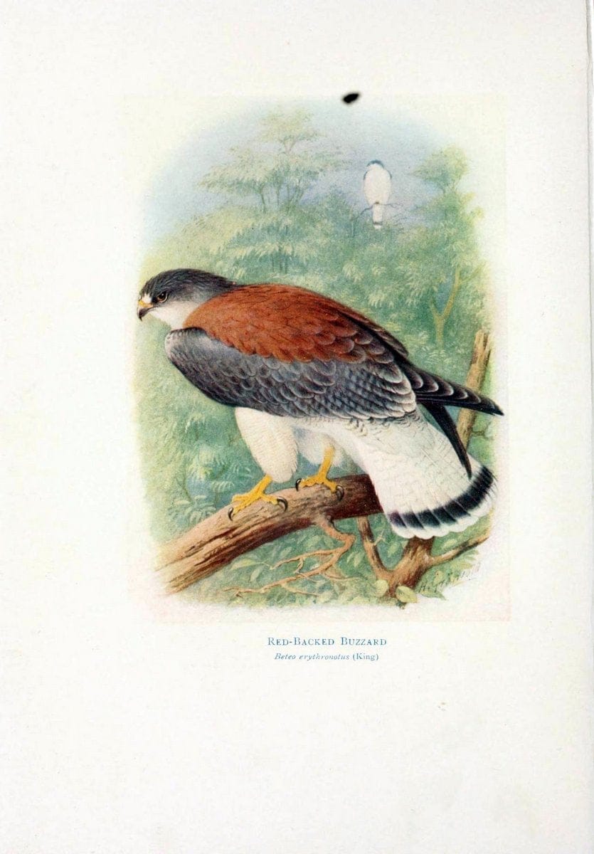 Birds of La Plata,.London [etc.] :E.P. Dutton  Co.,1920.  | Argentina Birds | Vintage Print Reproduction 462711
