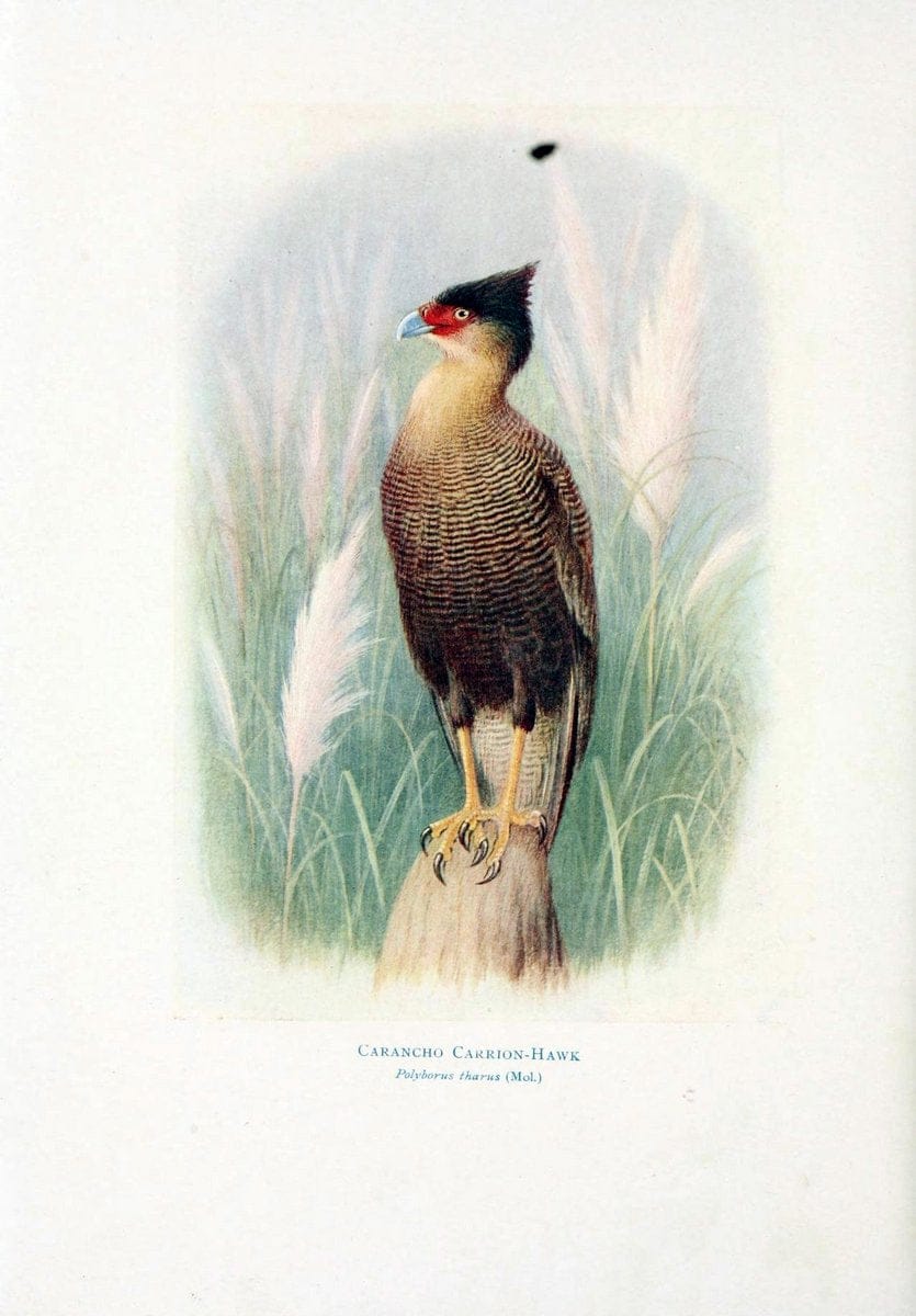 Birds of La Plata,.London [etc.] :E.P. Dutton  Co.,1920.  | Argentina Birds | Vintage Print Reproduction 462712