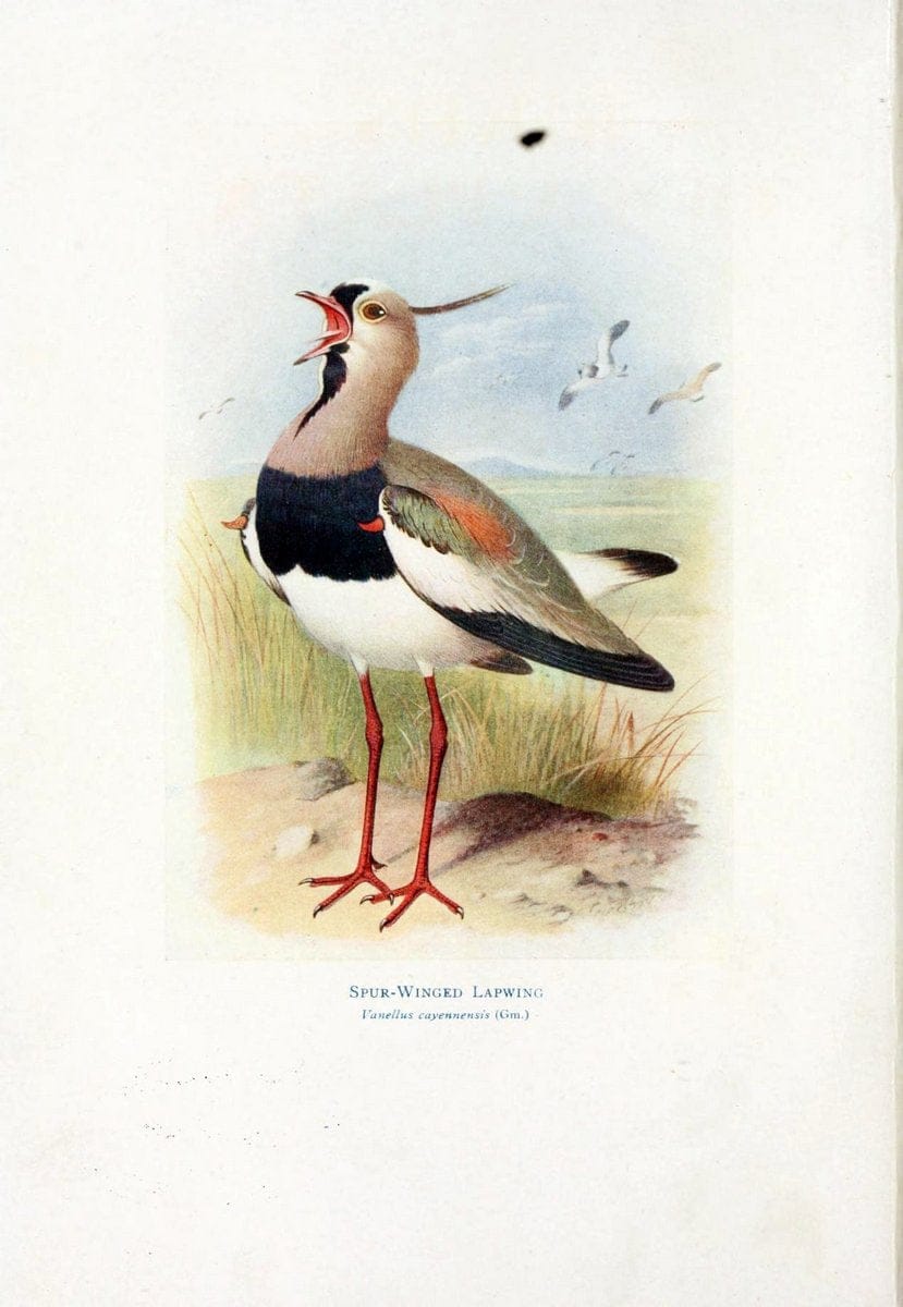 Birds of La Plata,.London [etc.] :E.P. Dutton  Co.,1920.  | Argentina Birds | Vintage Print Reproduction 462713