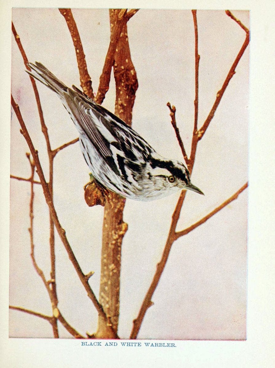 Birds of lakeside and prairieChicago,A.W. Mumford[1901] | Birds "United States" SIL | Vintage Print Reproduction 462714