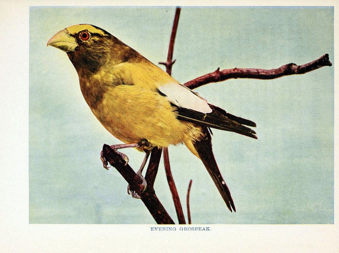 Birds of lakeside and prairieChicago,A.W. Mumford[1901] | Birds "United States" SIL | Vintage Print Reproduction 462715