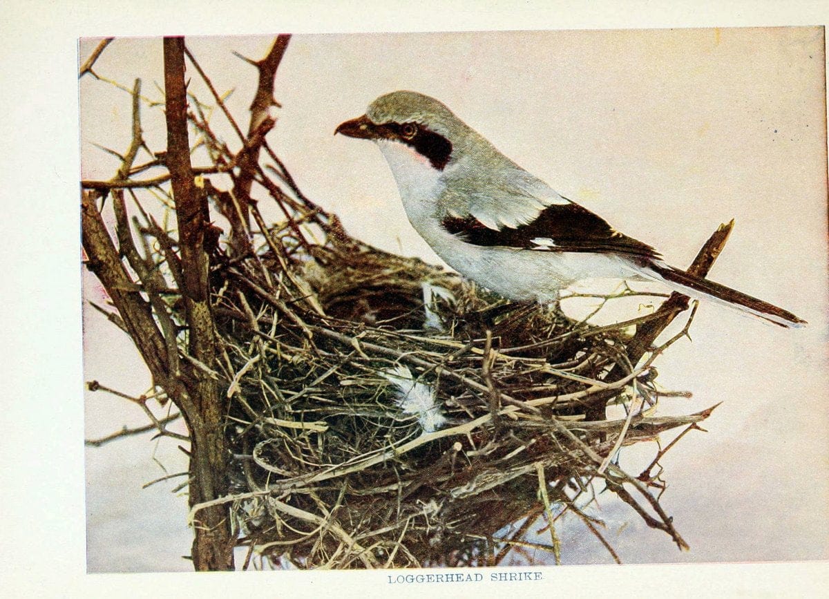 Birds of lakeside and prairieChicago,A.W. Mumford[1901] | Birds "United States" SIL | Vintage Print Reproduction 462716
