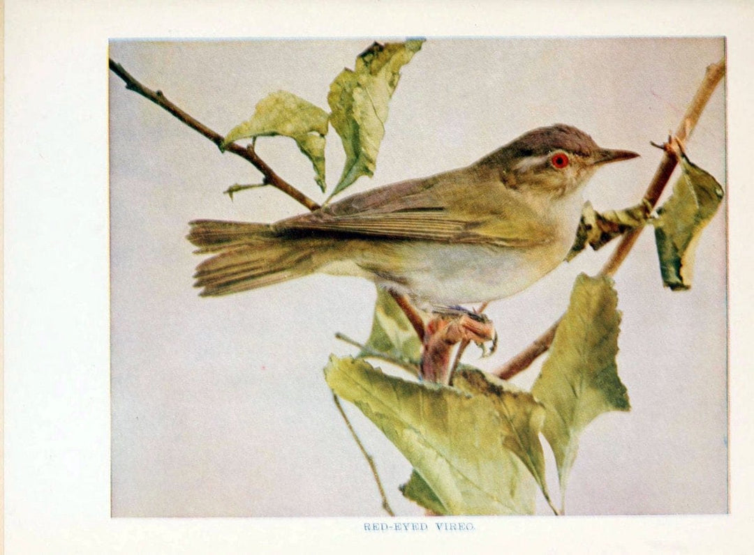 Birds of lakeside and prairieChicago,A.W. Mumford[1901] | Birds "United States" SIL | Vintage Print Reproduction 462717