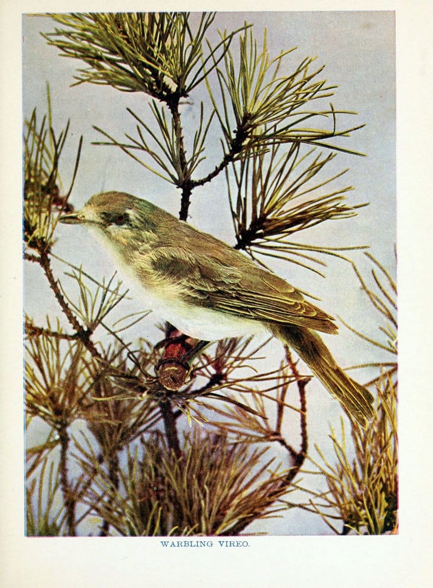 Birds of lakeside and prairieChicago,A.W. Mumford[1901] | Birds "United States" SIL | Vintage Print Reproduction 462718