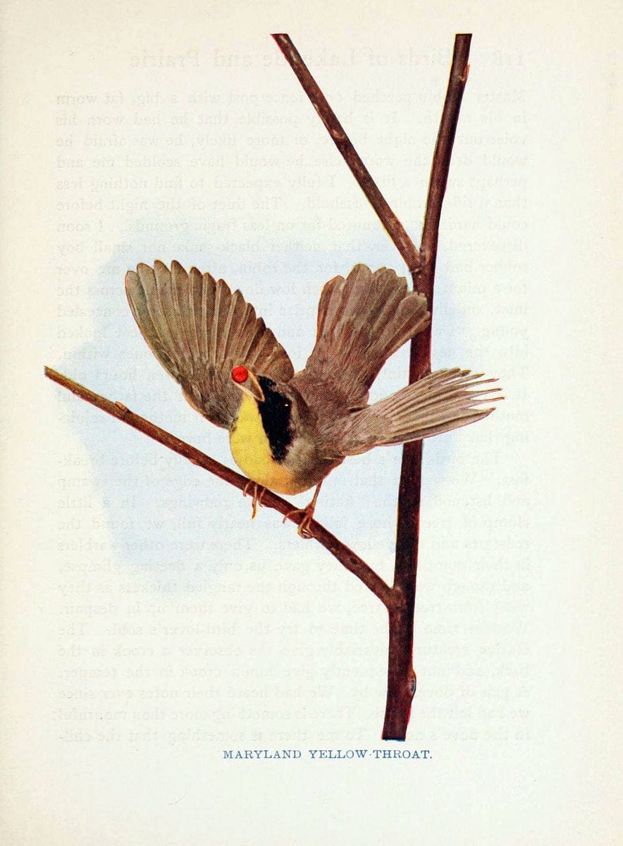 Birds of lakeside and prairieChicago,A.W. Mumford[1901] | Birds "United States" SIL | Vintage Print Reproduction 462719