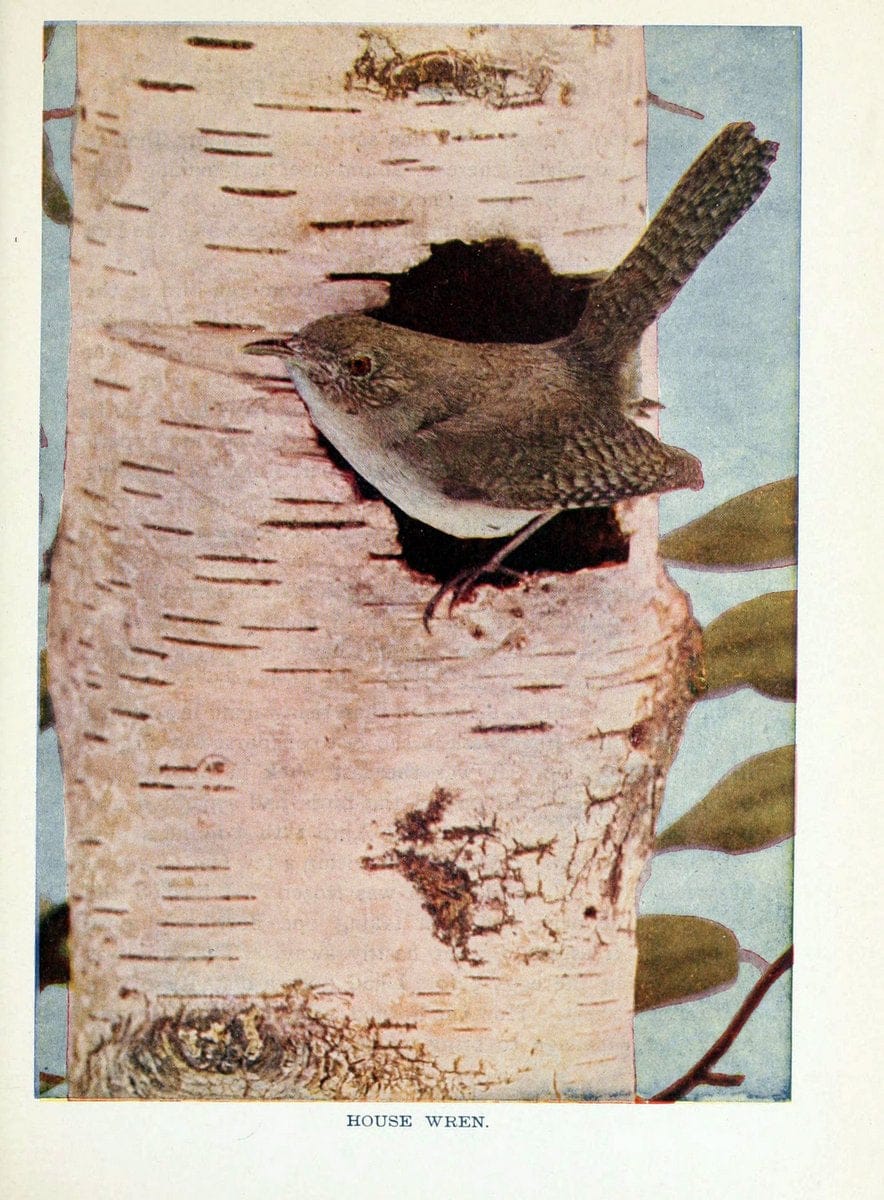 Birds of lakeside and prairieChicago,A.W. Mumford[1901] | Birds "United States" SIL | Vintage Print Reproduction 462720
