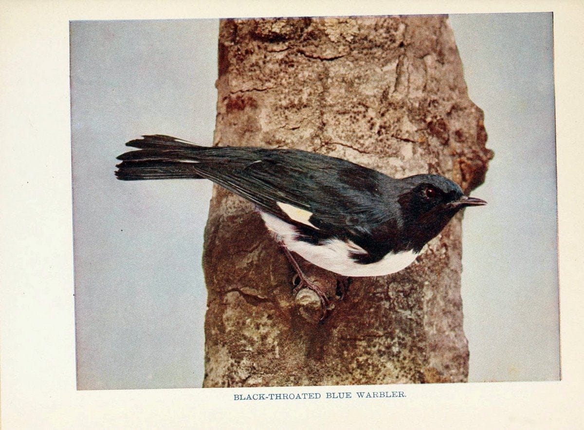 Birds of lakeside and prairieChicago,A.W. Mumford[1901] | Birds "United States" SIL | Vintage Print Reproduction 462721