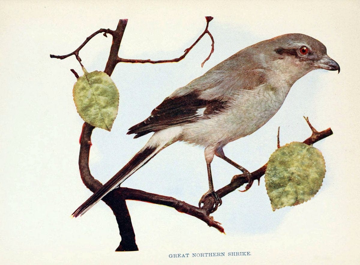 Birds of lakeside and prairieChicago,A.W. Mumford[1901] | Birds "United States" SIL | Vintage Print Reproduction 462722