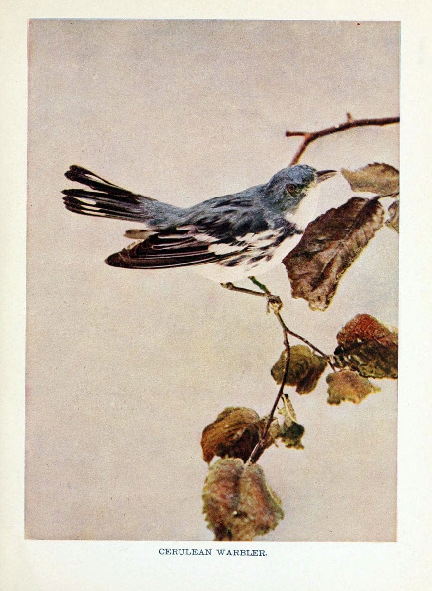 Birds of lakeside and prairieChicago,A.W. Mumford[1901] | Birds "United States" SIL | Vintage Print Reproduction 462723