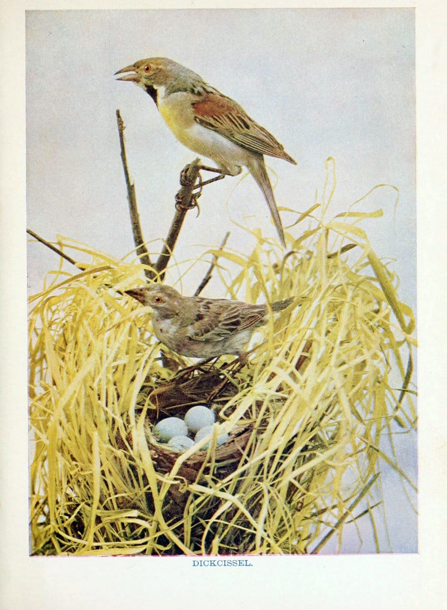 Birds of lakeside and prairieChicago,A.W. Mumford[1901] | Birds "United States" SIL | Vintage Print Reproduction 462724