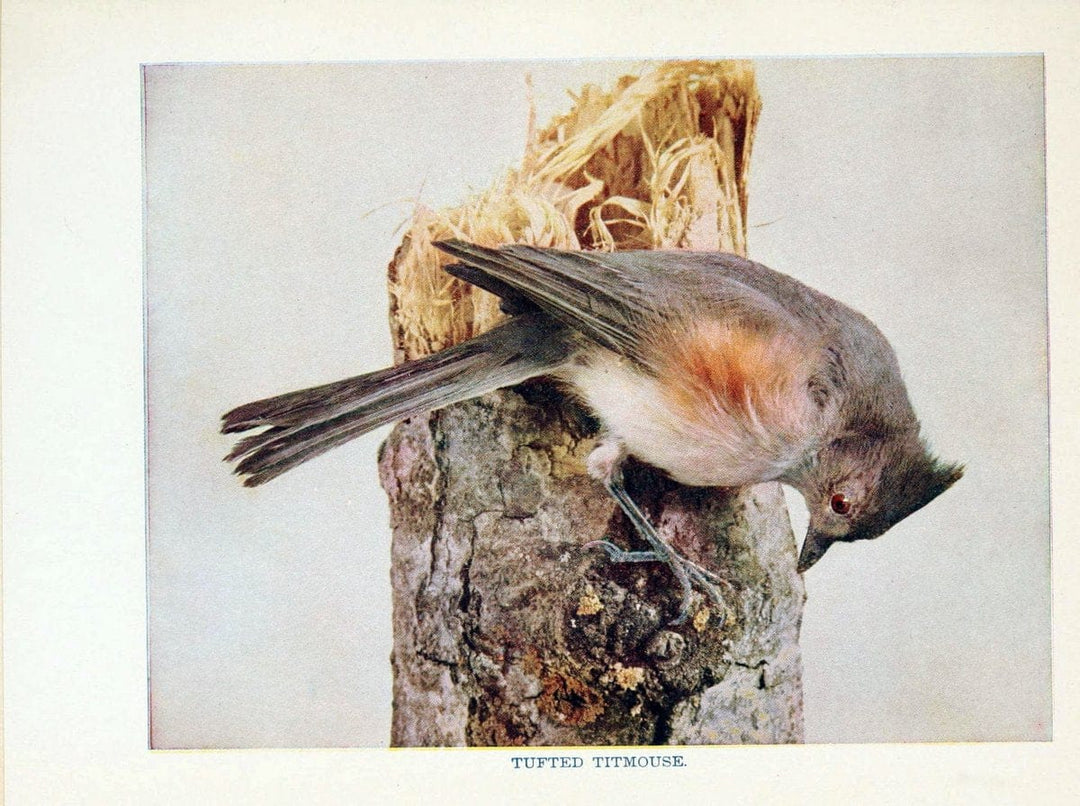Birds of lakeside and prairieChicago,A.W. Mumford[1901] | Birds "United States" SIL | Vintage Print Reproduction 462725