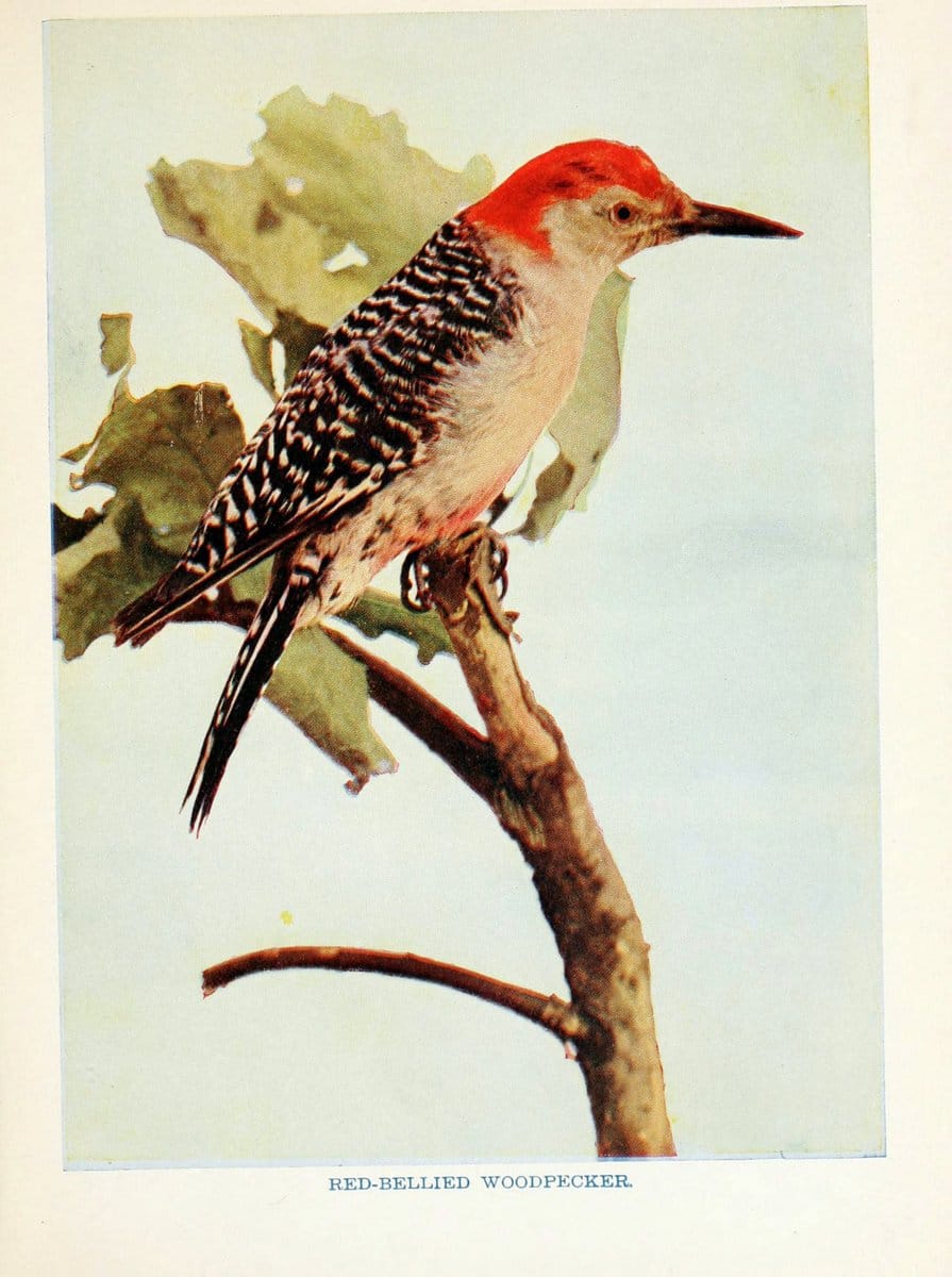Birds of lakeside and prairieChicago,A.W. Mumford[1901] | Birds "United States" SIL | Vintage Print Reproduction 462726