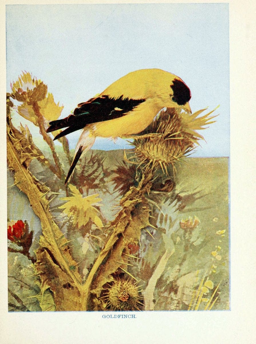 Birds of lakeside and prairieChicago,A.W. Mumford[1901] | Birds "United States" SIL | Vintage Print Reproduction 462727