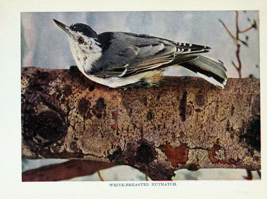 Birds of lakeside and prairieChicago,A.W. Mumford[1901] | Birds "United States" SIL | Vintage Print Reproduction 462728