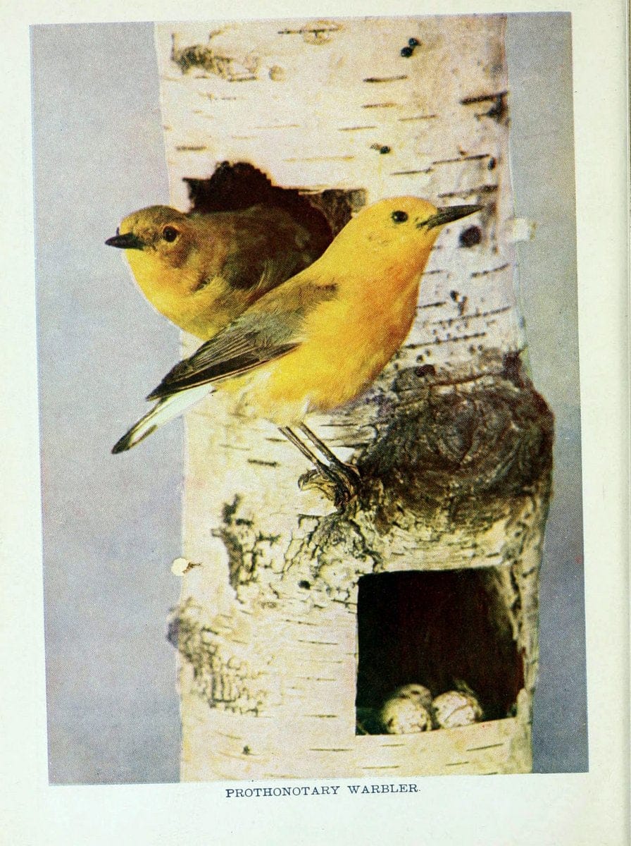 Birds of lakeside and prairieChicago,A.W. Mumford[1901] | Birds "United States" SIL | Vintage Print Reproduction 462729