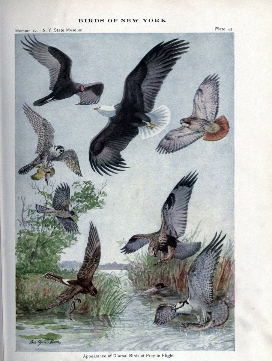 Birds of New York /.Albany :University of the State of New York,1910-1914.. |  | Vintage Print Reproduction 462730