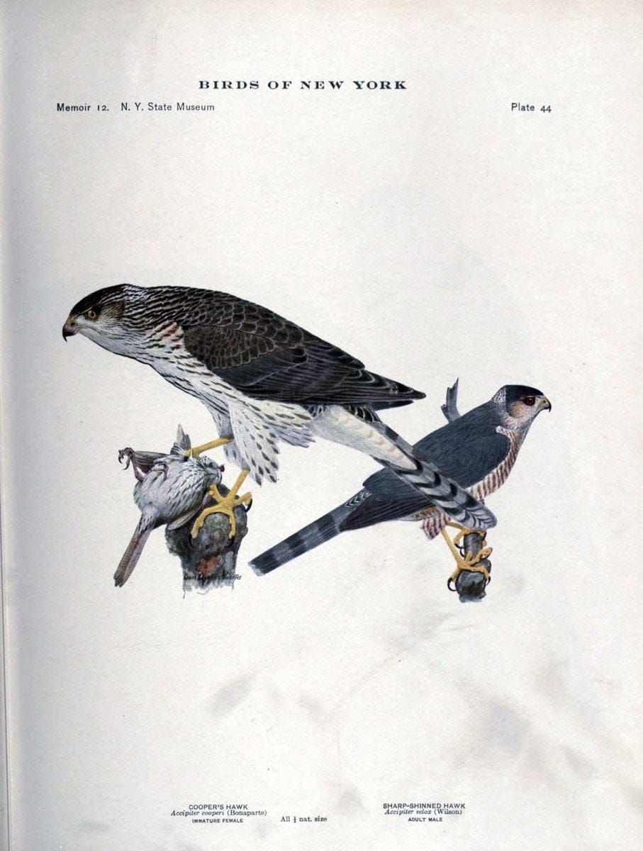 Birds of New York /.Albany :University of the State of New York,1910-1914.. |  | Vintage Print Reproduction 462731