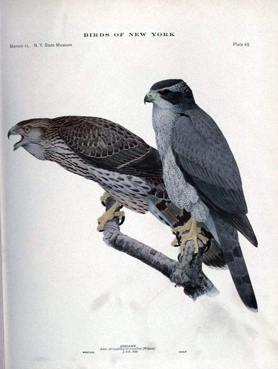 Birds of New York /.Albany :University of the State of New York,1910-1914.. |  | Vintage Print Reproduction 462732