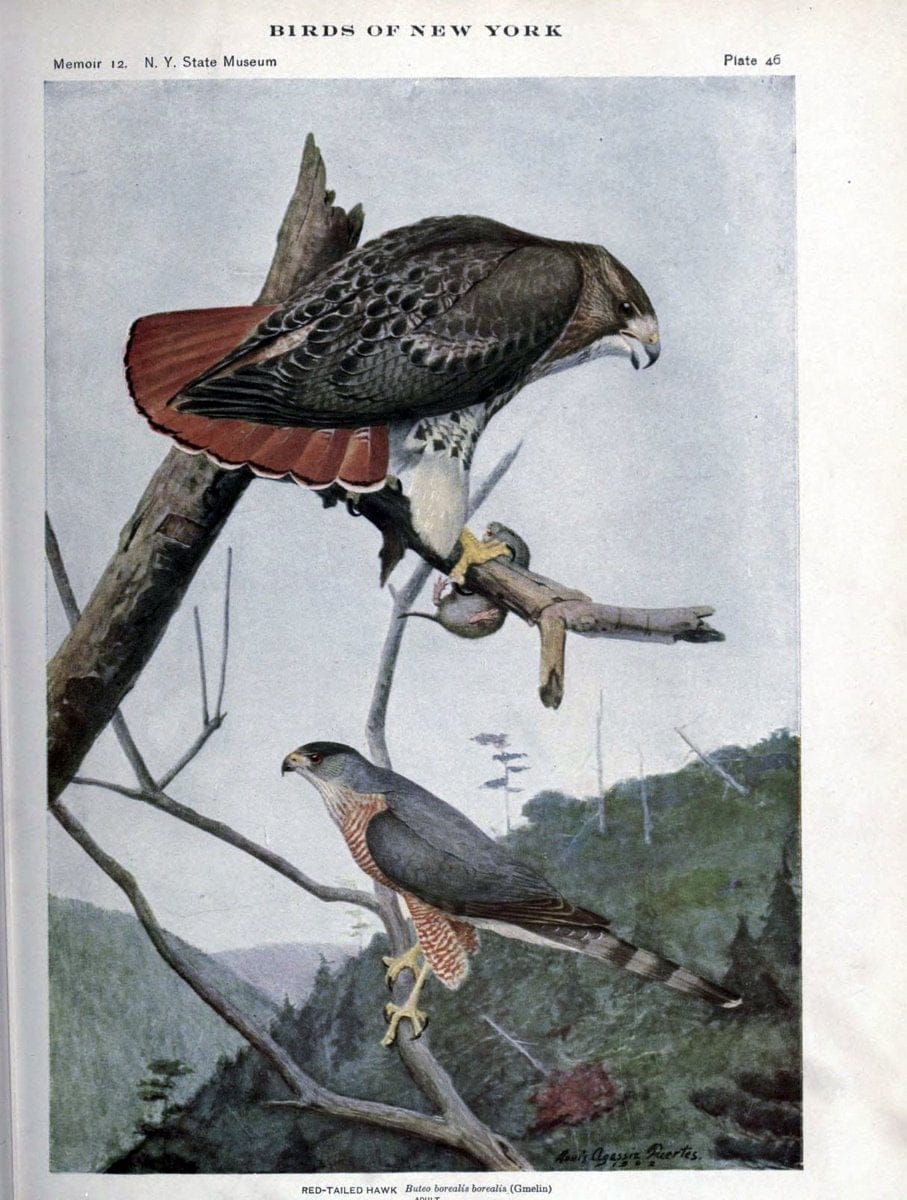 Birds of New York /.Albany :University of the State of New York,1910-1914.. |  | Vintage Print Reproduction 462733