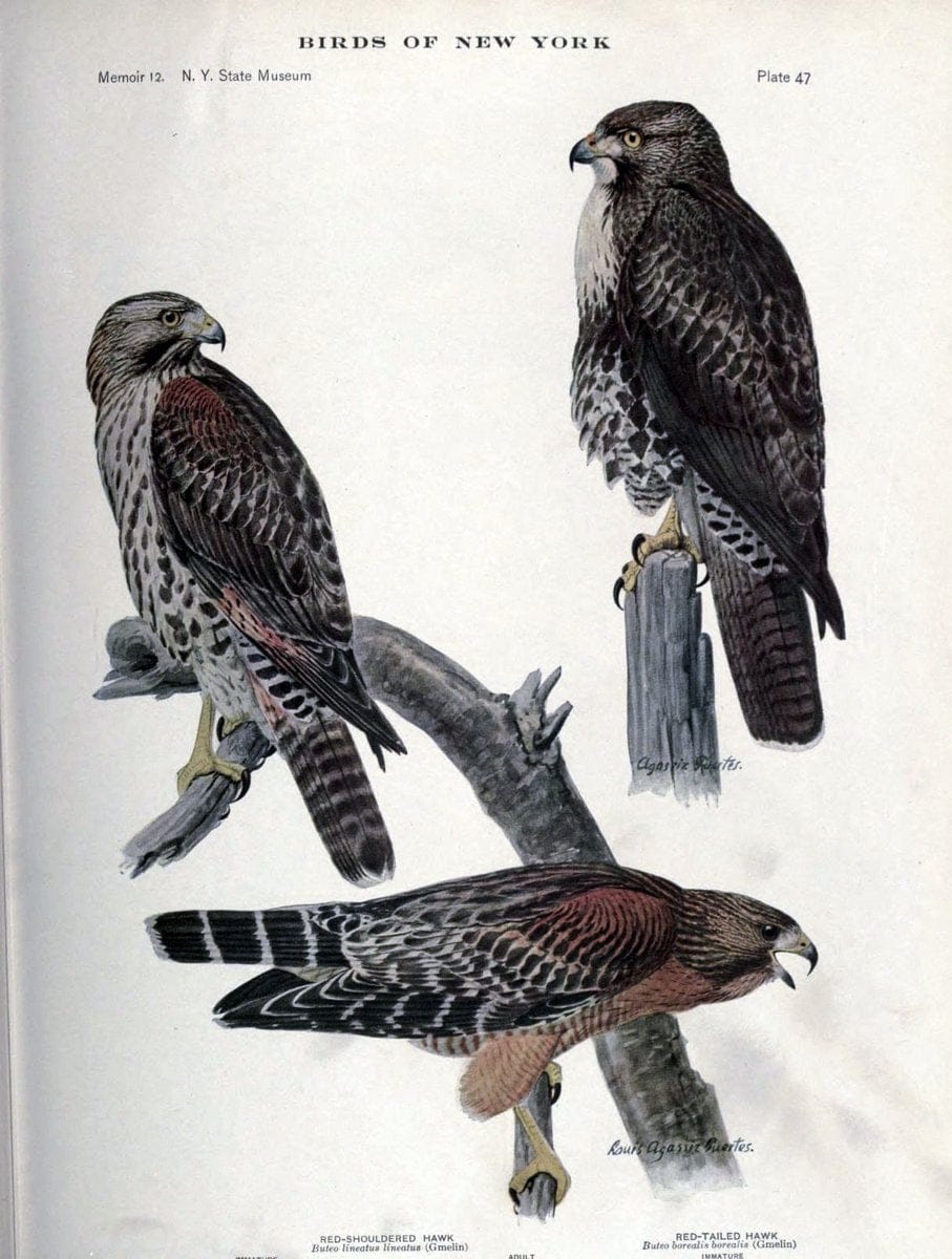 Birds of New York /.Albany :University of the State of New York,1910-1914.. |  | Vintage Print Reproduction 462734