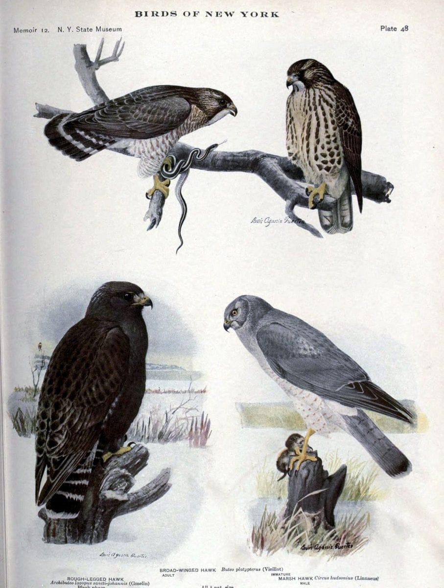 Birds of New York /.Albany :University of the State of New York,1910-1914.. |  | Vintage Print Reproduction 462735