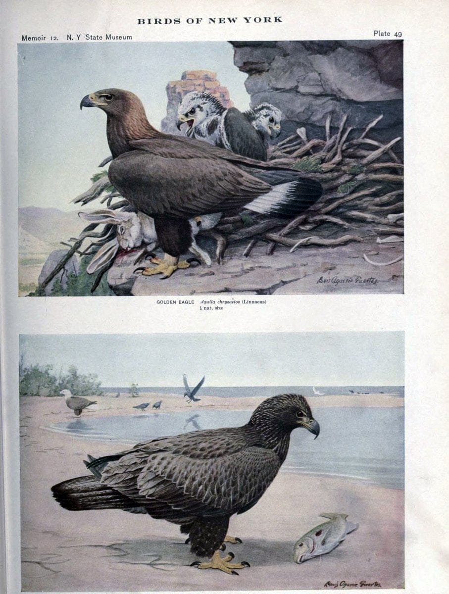 Birds of New York /.Albany :University of the State of New York,1910-1914.. |  | Vintage Print Reproduction 462736