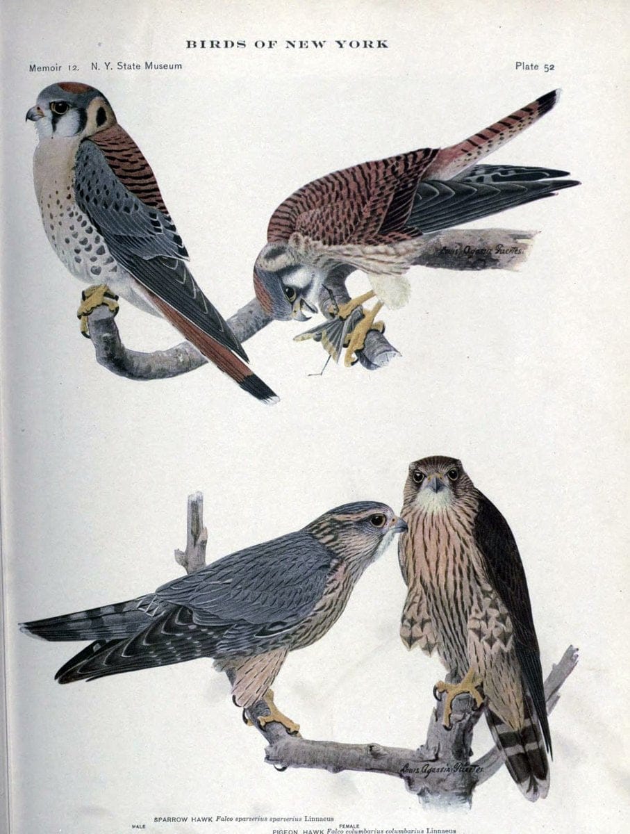 Birds of New York /.Albany :University of the State of New York,1910-1914.. |  | Vintage Print Reproduction 462739