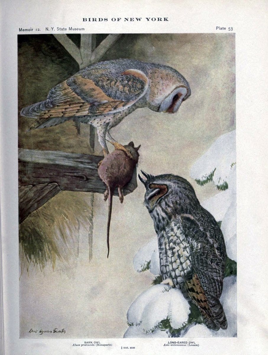 Birds of New York /.Albany :University of the State of New York,1910-1914.. |  | Vintage Print Reproduction 462740