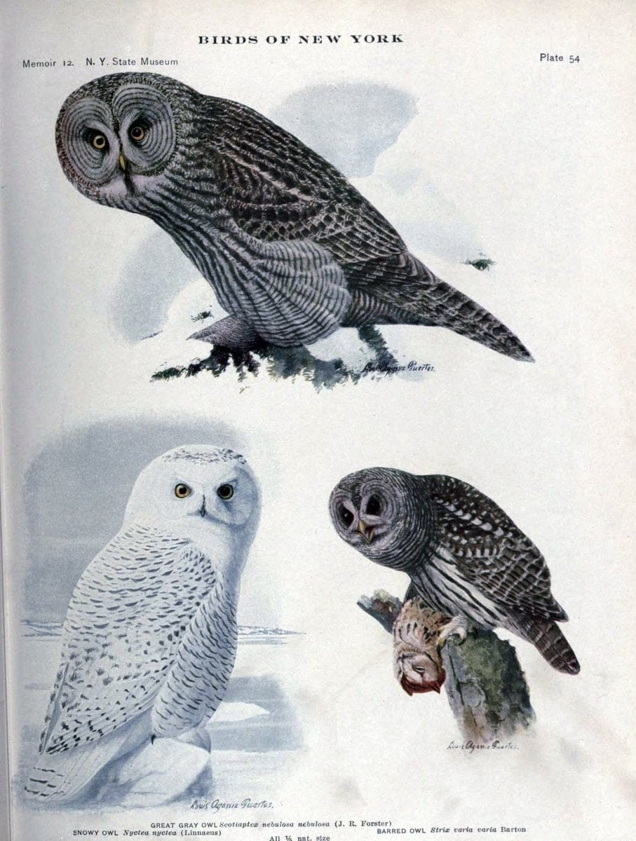 Birds of New York /.Albany :University of the State of New York,1910-1914.. |  | Vintage Print Reproduction 462741
