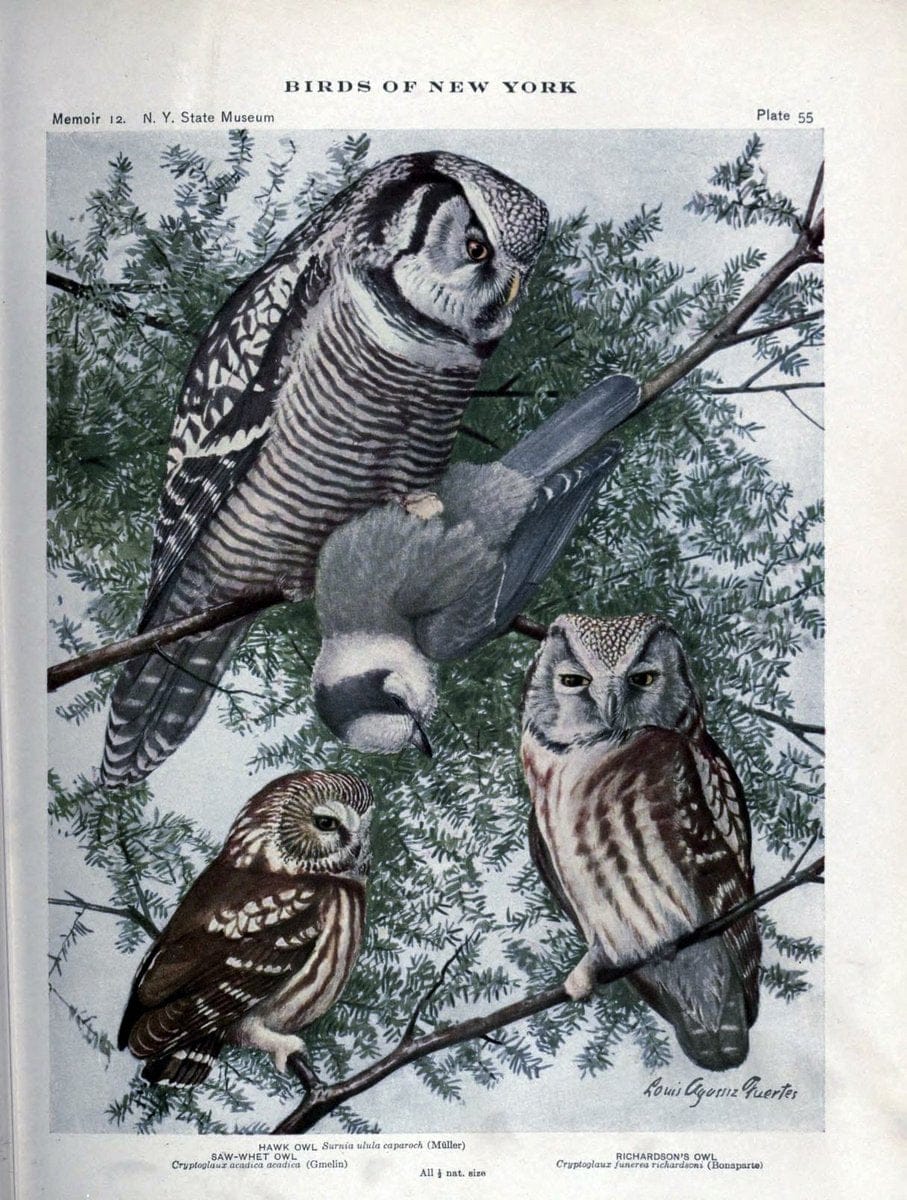 Birds of New York /.Albany :University of the State of New York,1910-1914.. |  | Vintage Print Reproduction 462742