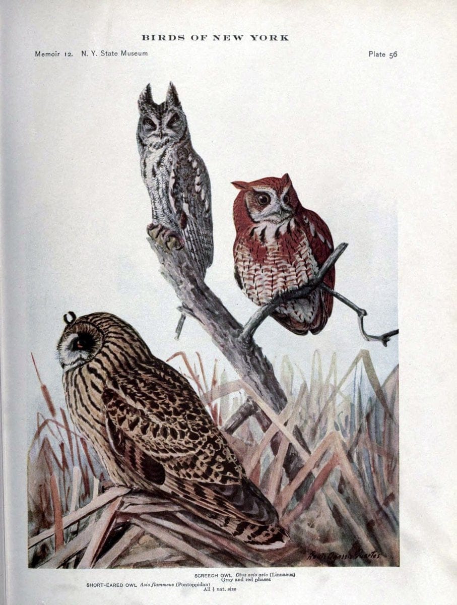 Birds of New York /.Albany :University of the State of New York,1910-1914.. |  | Vintage Print Reproduction 462743