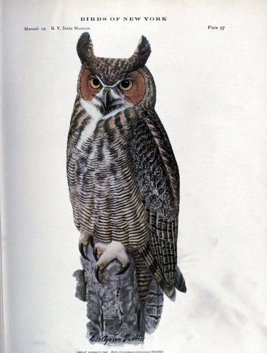 Birds of New York /.Albany :University of the State of New York,1910-1914.. |  | Vintage Print Reproduction 462744