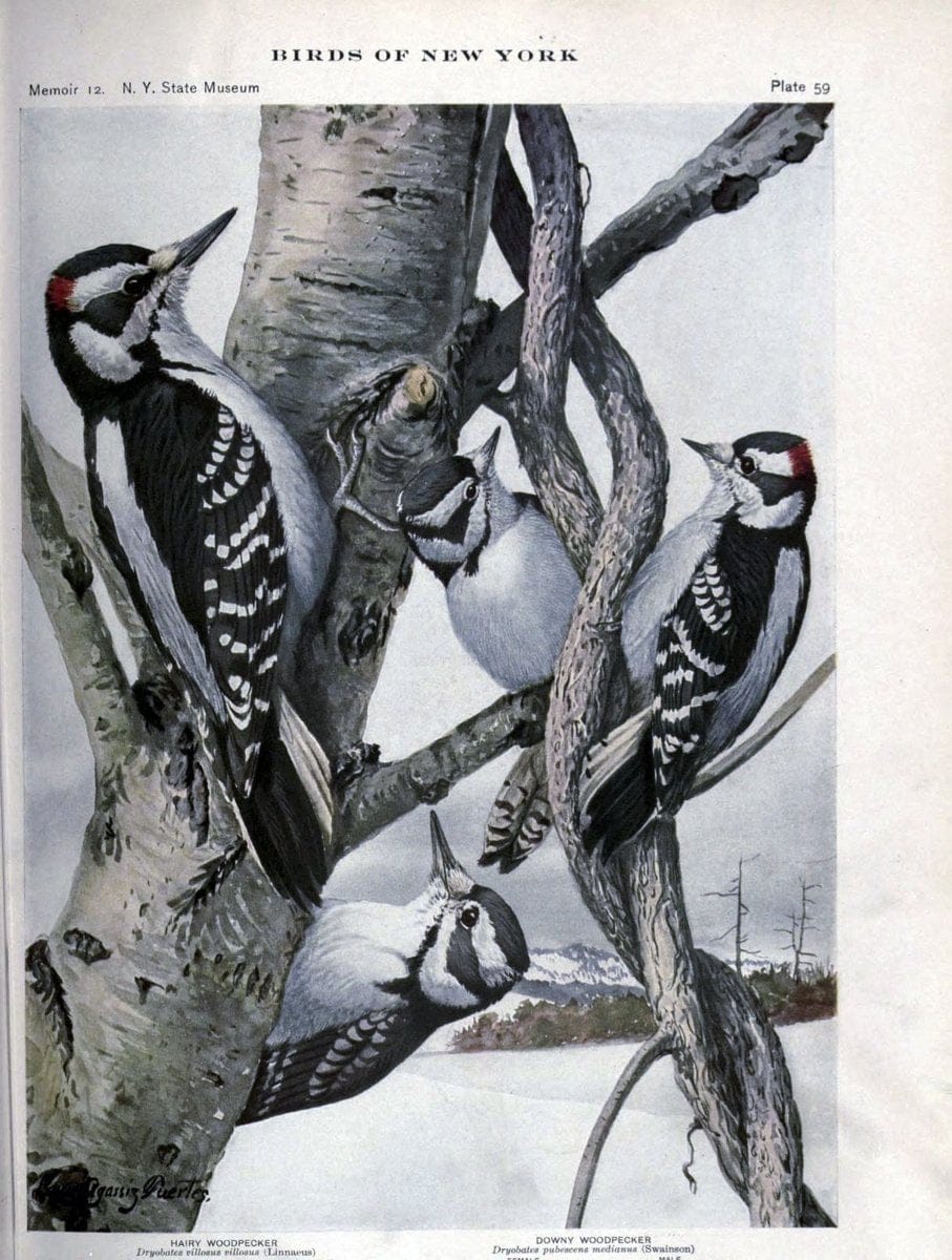Birds of New York /.Albany :University of the State of New York,1910-1914.. |  | Vintage Print Reproduction 462746