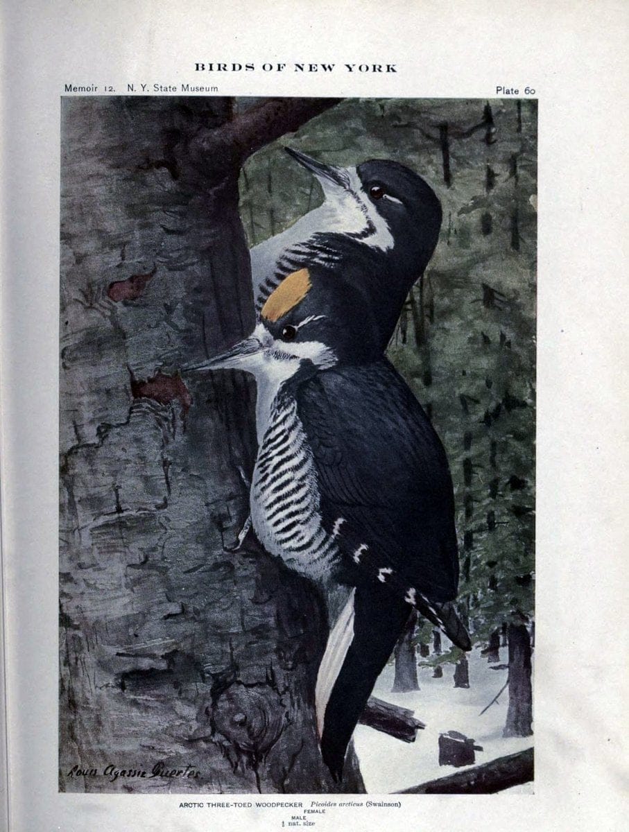 Birds of New York /.Albany :University of the State of New York,1910-1914.. |  | Vintage Print Reproduction 462747