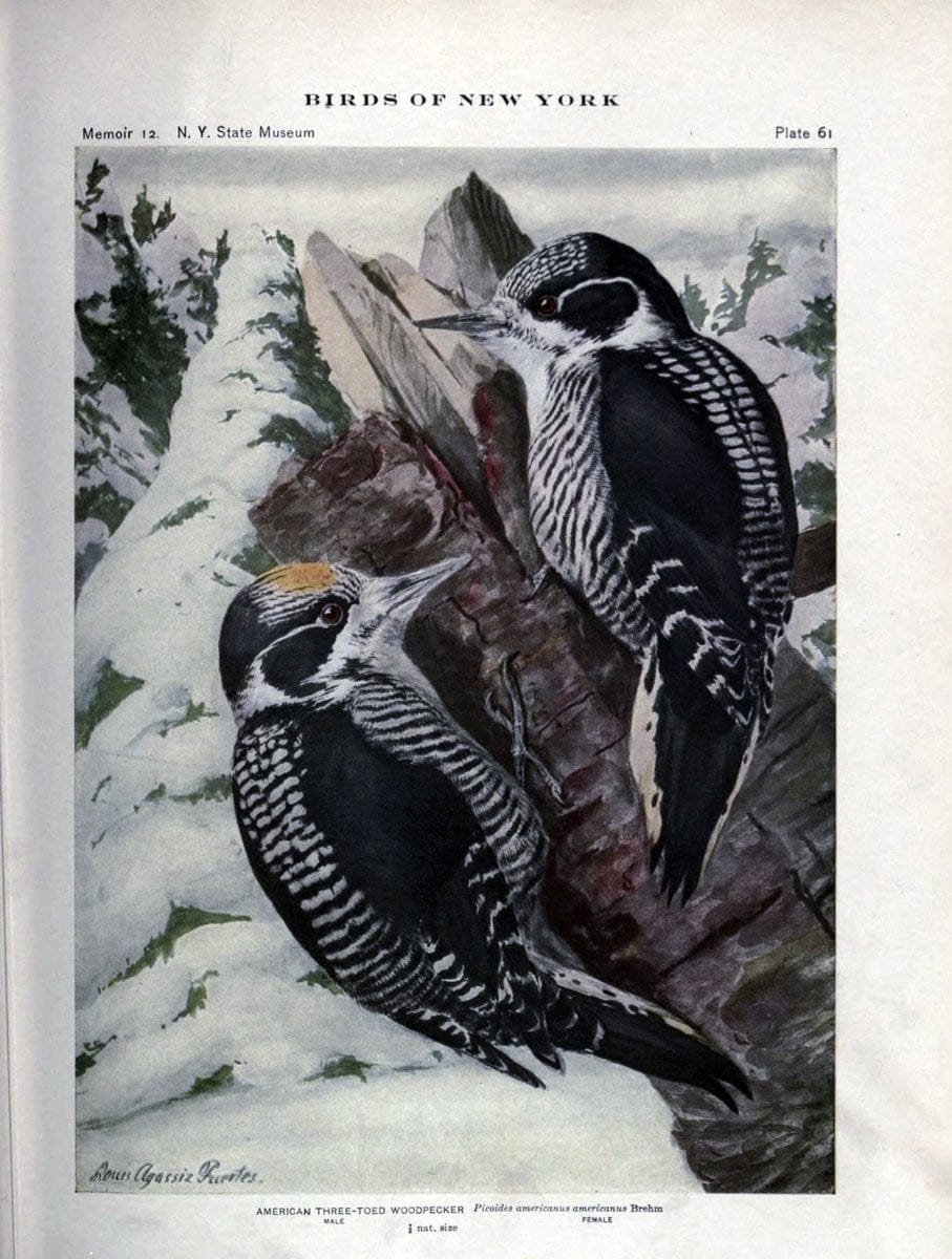Birds of New York /.Albany :University of the State of New York,1910-1914.. |  | Vintage Print Reproduction 462748