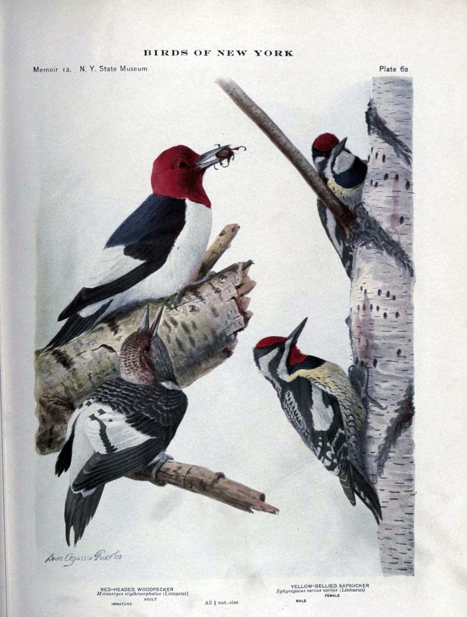 Birds of New York /.Albany :University of the State of New York,1910-1914.. |  | Vintage Print Reproduction 462749